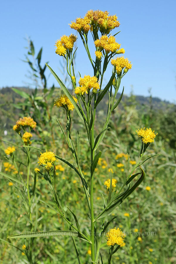 western goldentop/goldenrod (Euthamia occidentalis (Solidago occidentalis)) [Rooster Rock State Park, Multnomah County, Oregon]