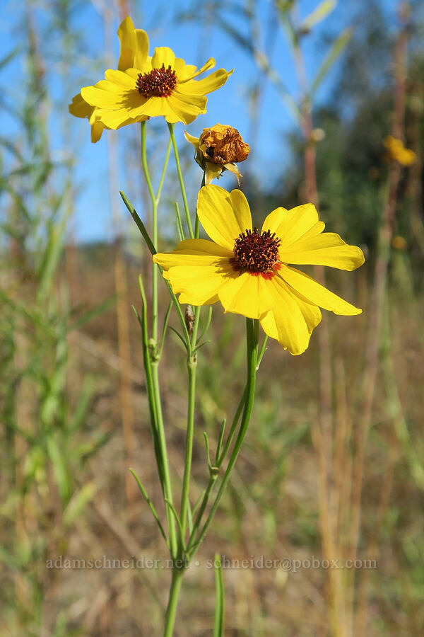 Columbia coreopsis (Coreopsis tinctoria (Coreopsis atkinsoniana)) [Rooster Rock State Park, Multnomah County, Oregon]