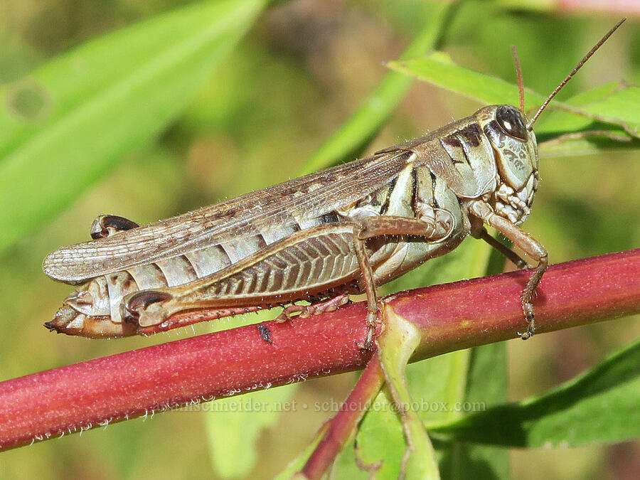 grasshopper (Melanoplus sp.) [Rooster Rock State Park, Multnomah County, Oregon]