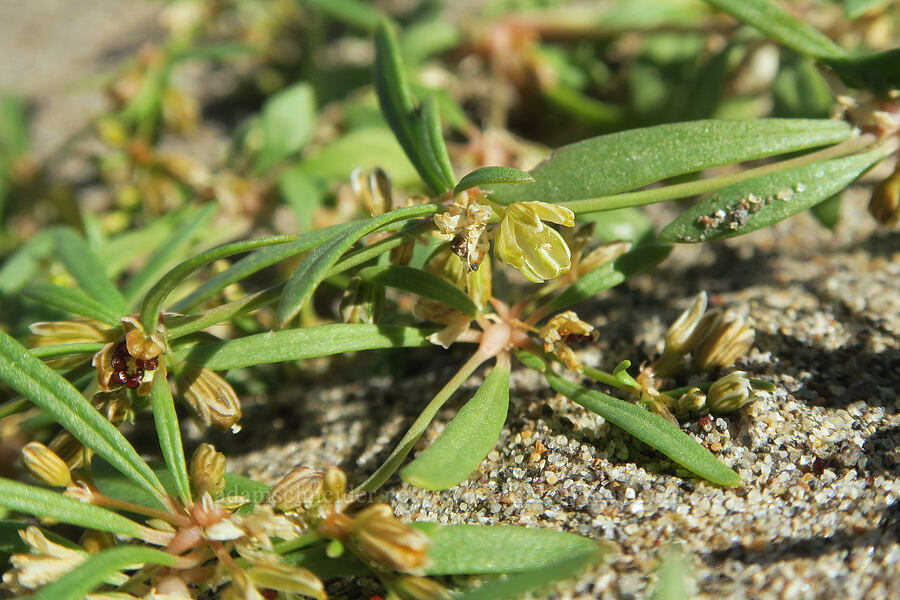 green carpet-weed (Mollugo verticillata) [Rooster Rock State Park, Multnomah County, Oregon]
