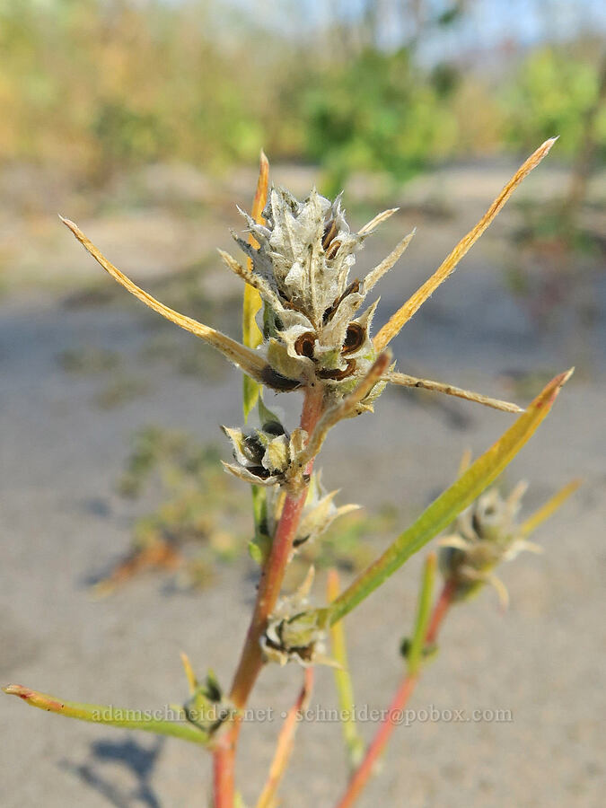 bug-seed (Corispermum sp.) [Rooster Rock State Park, Multnomah County, Oregon]