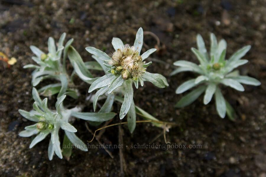 marsh cudweed (Gnaphalium uliginosum) [Rooster Rock State Park, Multnomah County, Oregon]