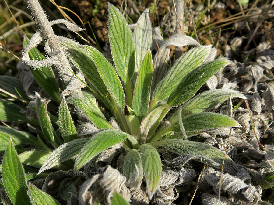 phacelia leaves (Phacelia hastata) [Columbia Hills State Park, Klickitat County, Washington]