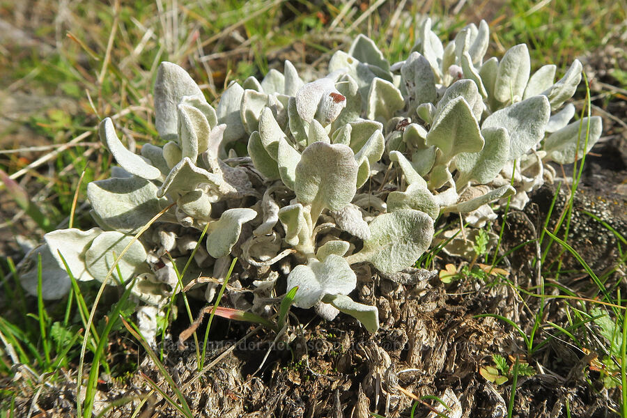 buckwheat leaves (Eriogonum sp.) [Columbia Hills State Park, Klickitat County, Washington]