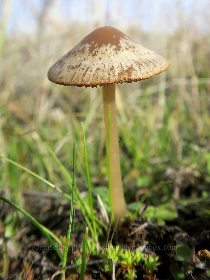 mushroom [Columbia Hills State Park, Klickitat County, Washington]