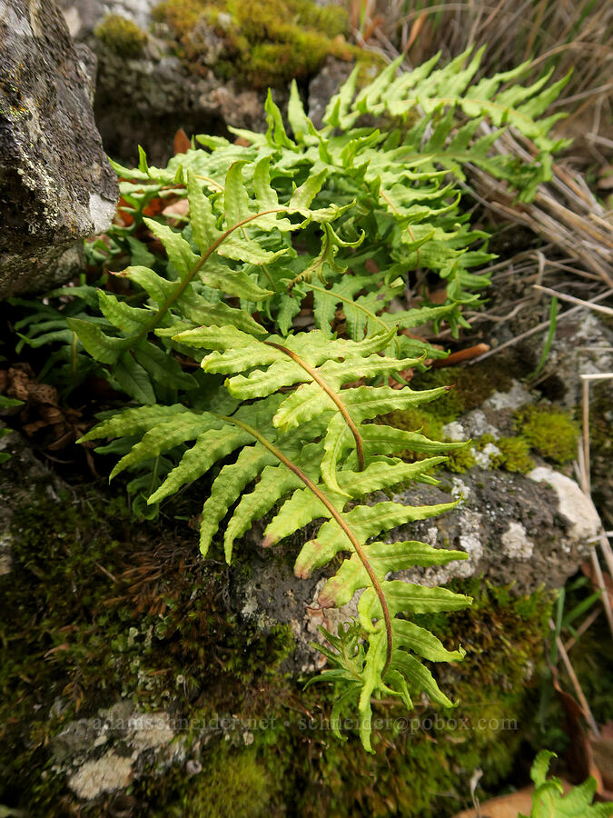 licorice fern (Polypodium glycyrrhiza) [Columbia Hills State Park, Klickitat County, Washington]