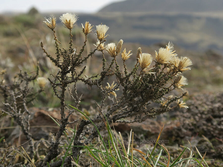 last year's Columbia goldenweed (Ericameria resinosa (Haplopappus resinosus)) [Horsethief Butte, Klickitat County, Washington]