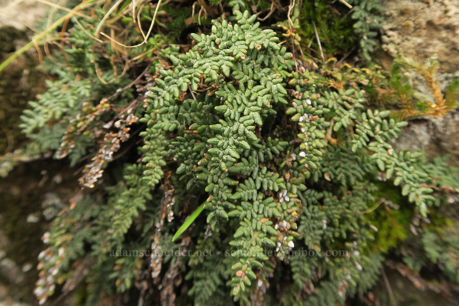 lace lip fern (Cheilanthes gracillima (Myriopteris gracillima)) [Horsethief Butte, Klickitat County, Washington]