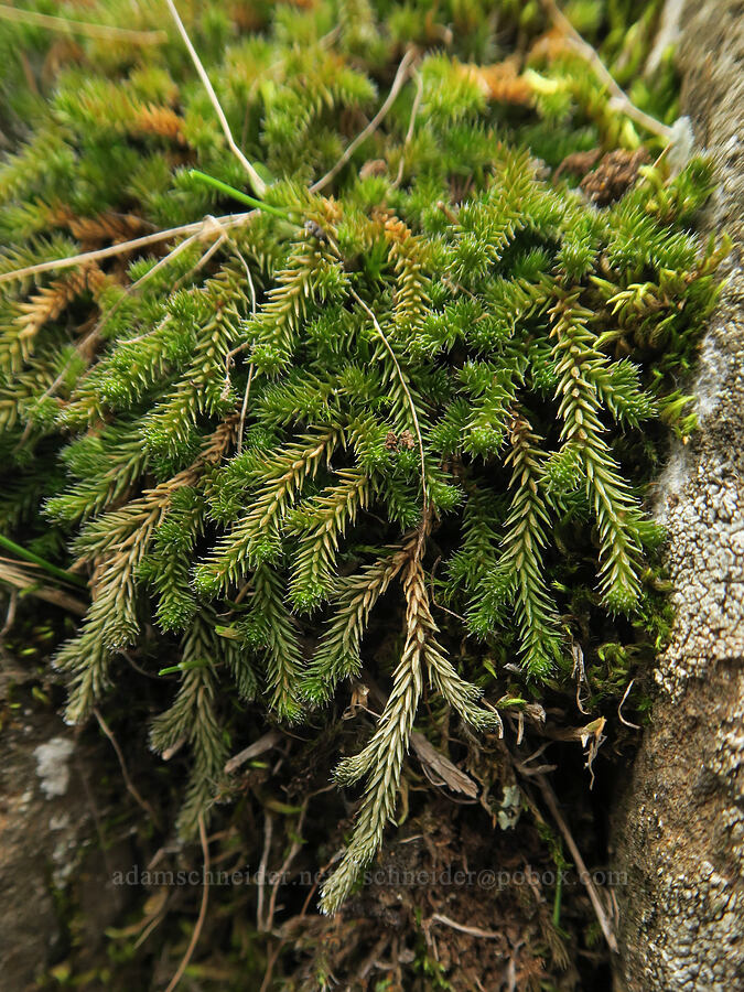 Wallace's spike-moss (Selaginella wallacei) [Horsethief Butte, Klickitat County, Washington]