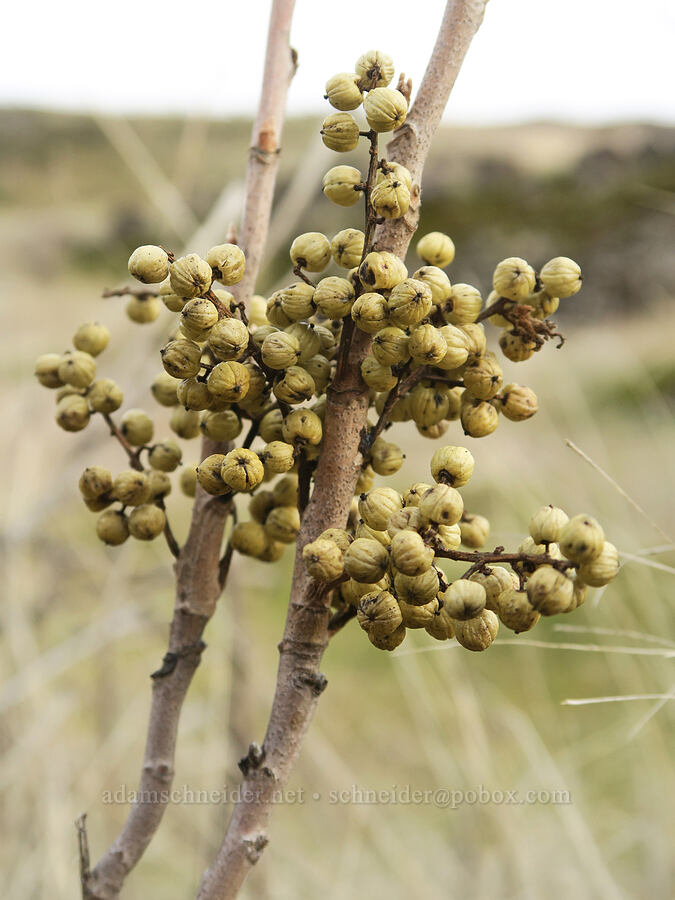 western poison-ivy berries (Toxicodendron rydbergii (Rhus rydbergii)) [Horsethief Butte Trail, Klickitat County, Washington]