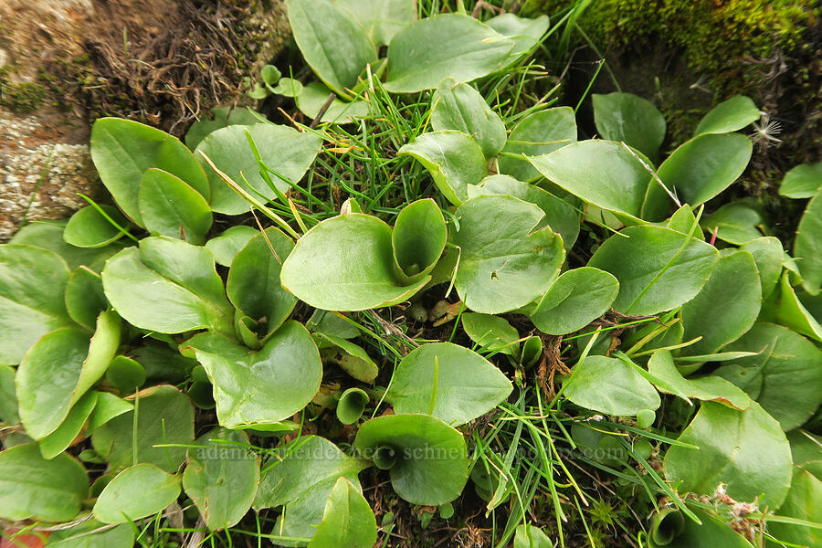 brittle-leaf saxifrage leaves (Micranthes fragosa (Saxifraga integrifolia var. claytoniifolia)) [Horsethief Butte Trail, Klickitat County, Washington]