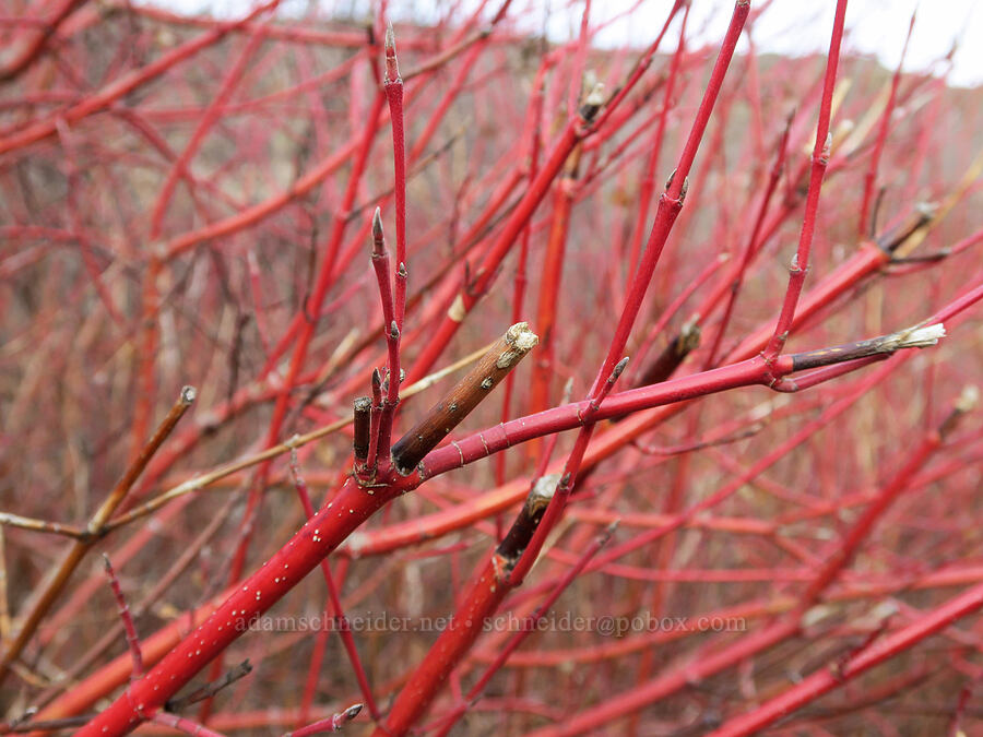 red-osier dogwood twigs (Cornus sericea) [Horsethief Butte Trail, Klickitat County, Washington]