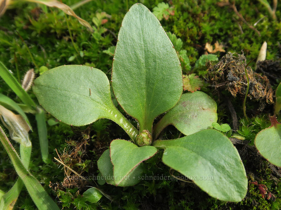 brittle-leaf saxifrage, budding (Micranthes fragosa (Saxifraga integrifolia var. claytoniifolia)) [Doug's Beach State Park, Klickitat County, Washington]