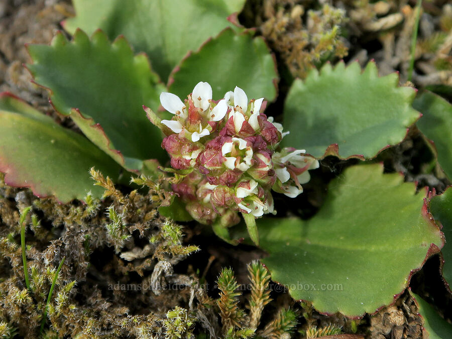 rusty-hair saxifrage (Micranthes rufidula (Saxifraga occidentalis ssp. rufidula)) [Catherine Creek, Klickitat County, Washington]