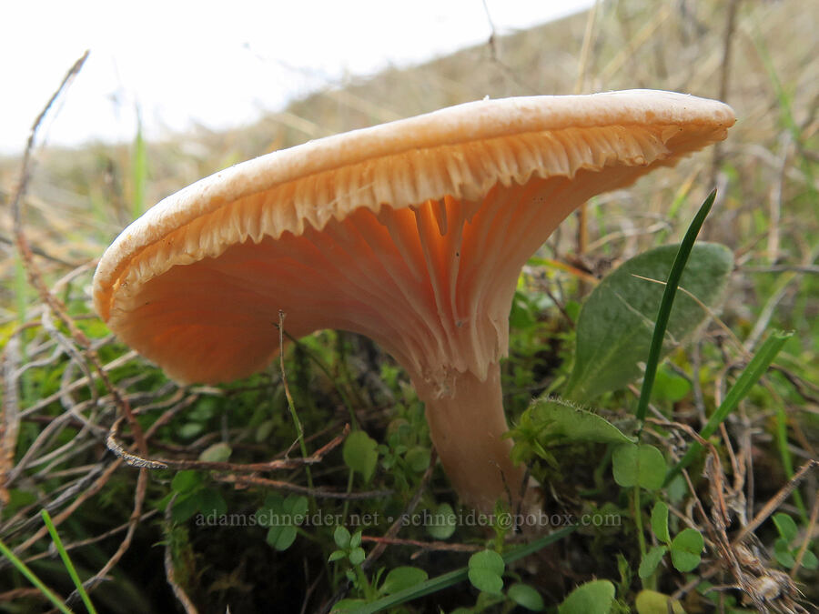 mushroom [Catherine Creek, Gifford Pinchot National Forest, Klickitat County, Washington]