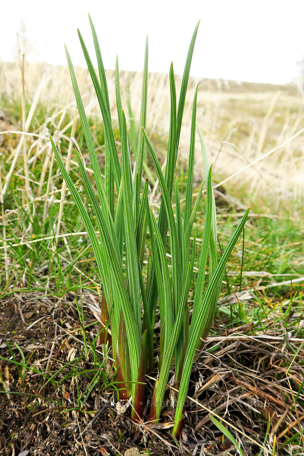 grass-widow shoots (Olsynium douglasii) [Catherine Creek, Gifford Pinchot National Forest, Klickitat County, Washington]