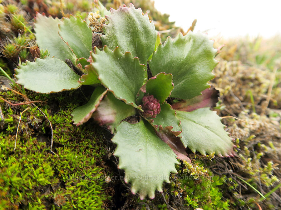 rusty-hair saxifrage, budding (Micranthes rufidula (Saxifraga occidentalis ssp. rufidula)) [Catherine Creek, Gifford Pinchot National Forest, Klickitat County, Washington]