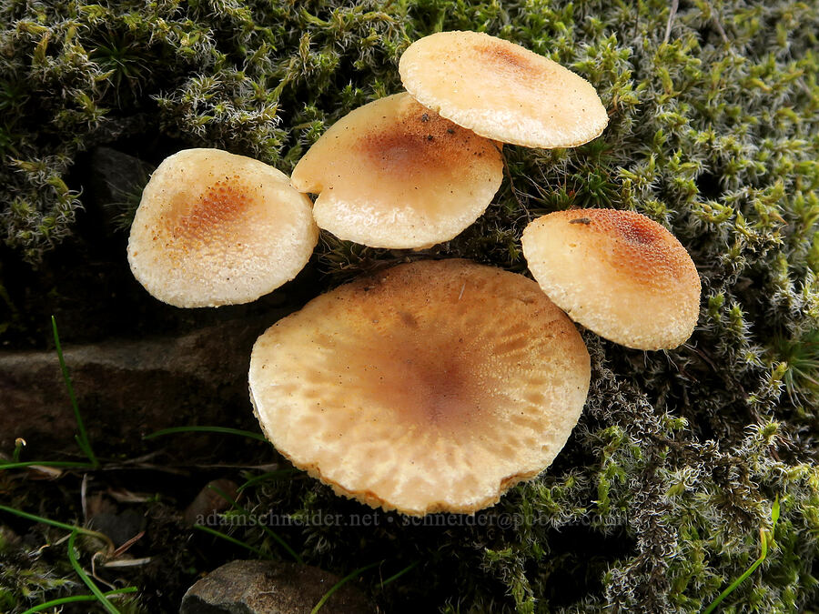 mushrooms [Catherine Creek, Gifford Pinchot National Forest, Klickitat County, Washington]