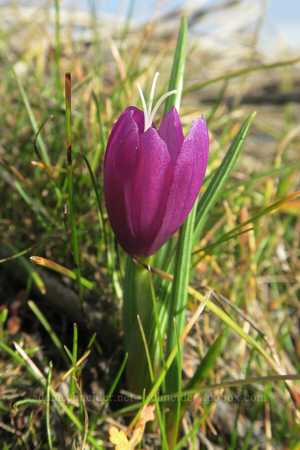 first grass-widow of the year (Olsynium douglasii) [The Labyrinth, Gifford Pinchot National Forest, Klickitat County, Washington]