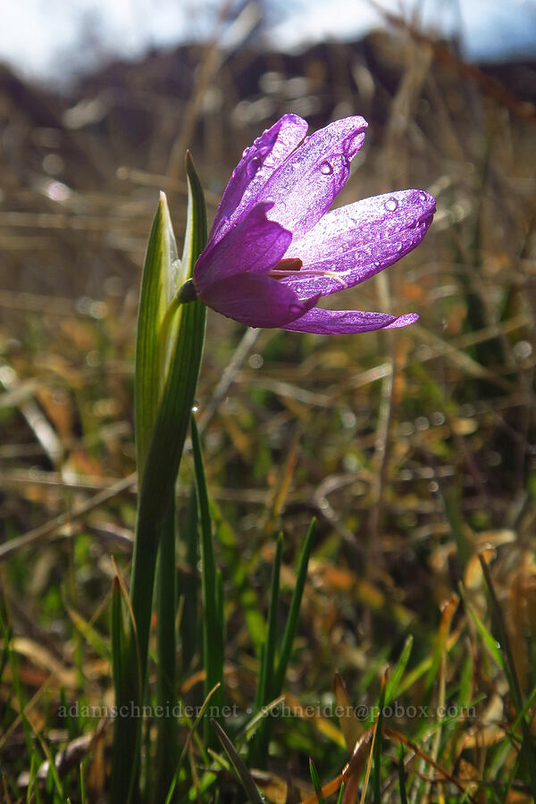 grass-widow (Olsynium douglasii) [Mt. Ulka Preserve, Wasco County, Oregon]