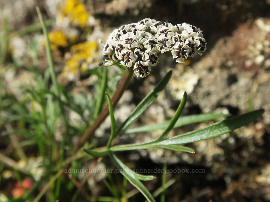 Gorman's desert parsley (salt-and-pepper) (Lomatium gormanii) [Mt. Ulka Preserve, Wasco County, Oregon]