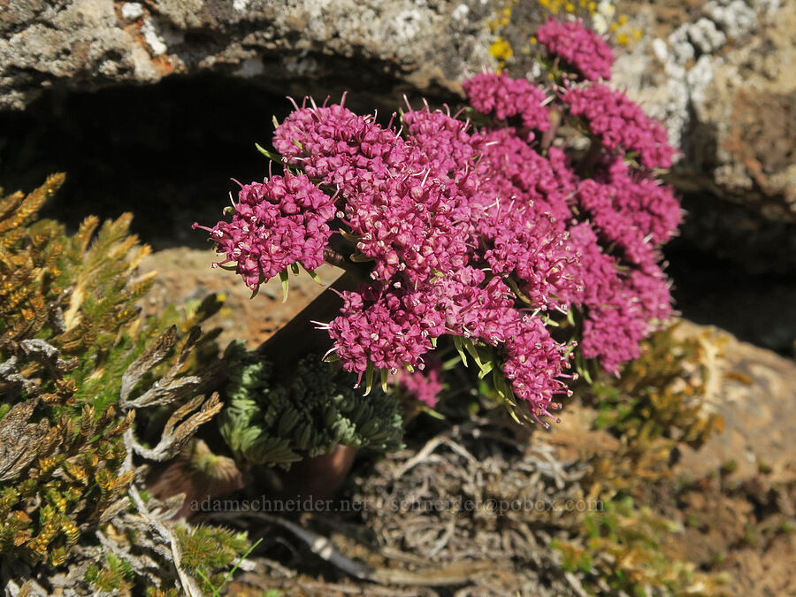 Columbia desert parsley (Lomatium columbianum) [Mt. Ulka Preserve, Wasco County, Oregon]