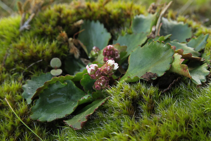 rusty-hair saxifrage (Micranthes rufidula (Saxifraga occidentalis ssp. rufidula)) [Mt. Ulka Preserve, Wasco County, Oregon]