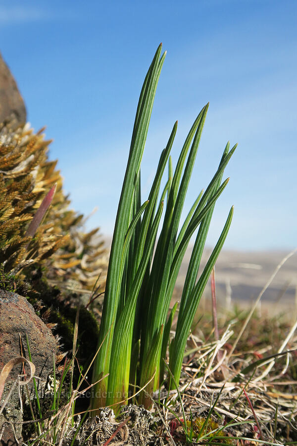 grass-widow shoots (Olsynium douglasii) [Mt. Ulka Preserve, Wasco County, Oregon]
