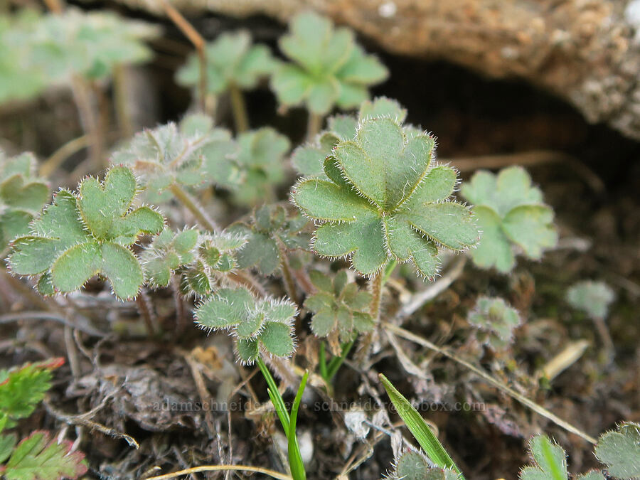 prairie star leaves (Lithophragma glabrum) [Mt. Ulka Preserve, Wasco County, Oregon]