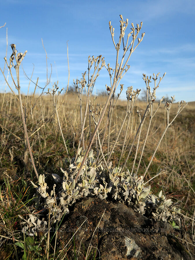 snow buckwheat leaves & last year's stalks (Eriogonum niveum) [Rowena Plateau, Wasco County, Oregon]