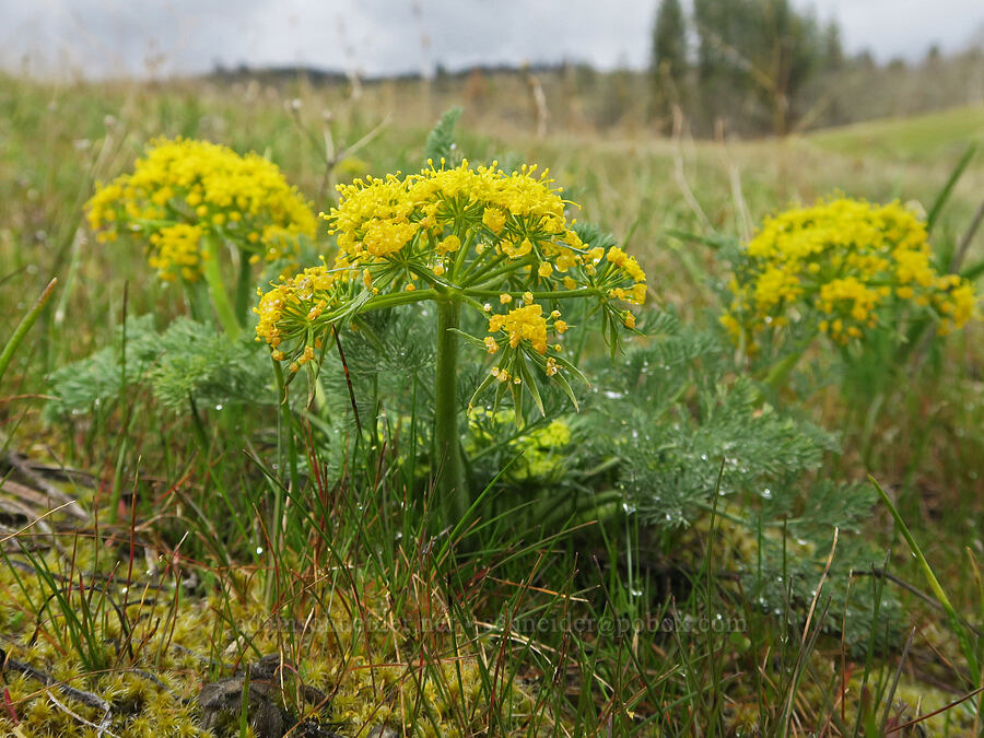 big-seed biscuitroot (Lomatium macrocarpum) [Catherine Creek, Gifford Pinchot National Forest, Klickitat County, Washington]