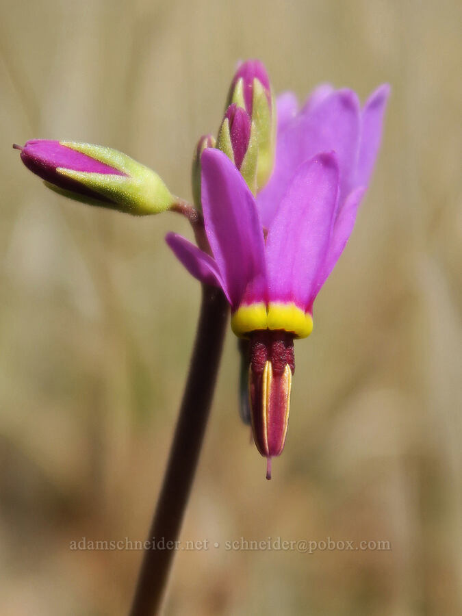 poet's shooting star (Dodecatheon poeticum (Primula poetica)) [Rowland Wall, Gifford Pinchot National Forest, Klickitat County, Washington]
