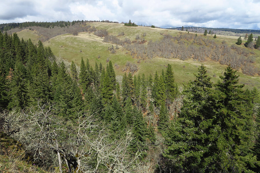 Tracy Hill [Catherine Creek, Gifford Pinchot National Forest, Klickitat County, Washington]