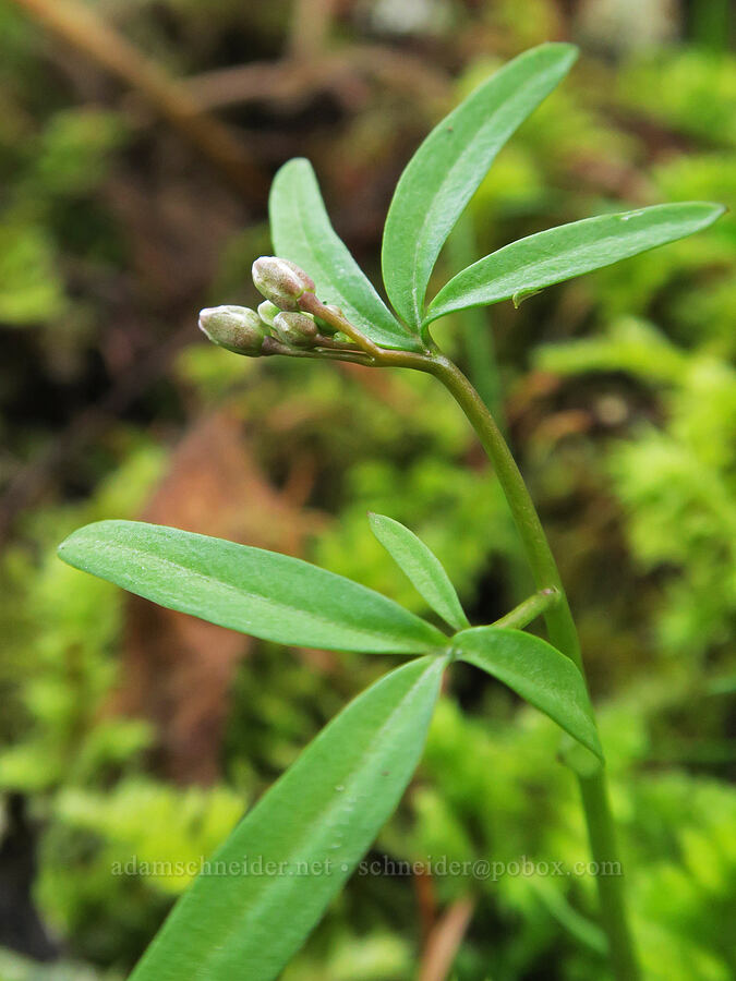 oaks toothwort, budding (Cardamine nuttallii) [Rowland Basin, Gifford Pinchot National Forest, Klickitat County, Washington]