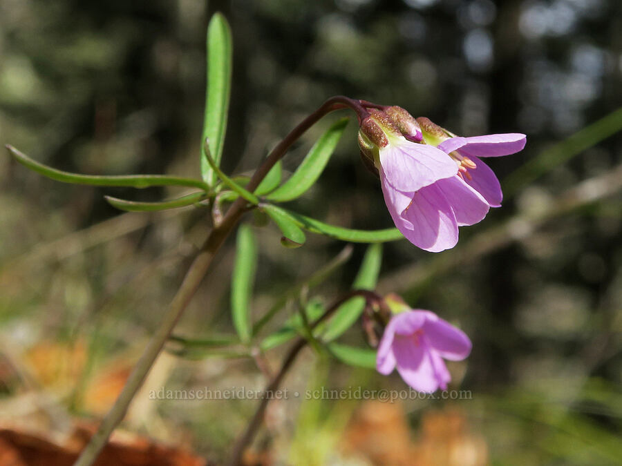 oaks toothwort (Cardamine nuttallii) [Rowland Basin, Gifford Pinchot National Forest, Klickitat County, Washington]