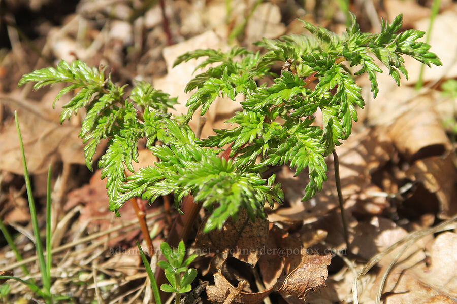 fern-leaf desert parsley leaves (Lomatium dissectum var. dissectum) [Rowland Basin, Gifford Pinchot National Forest, Klickitat County, Washington]