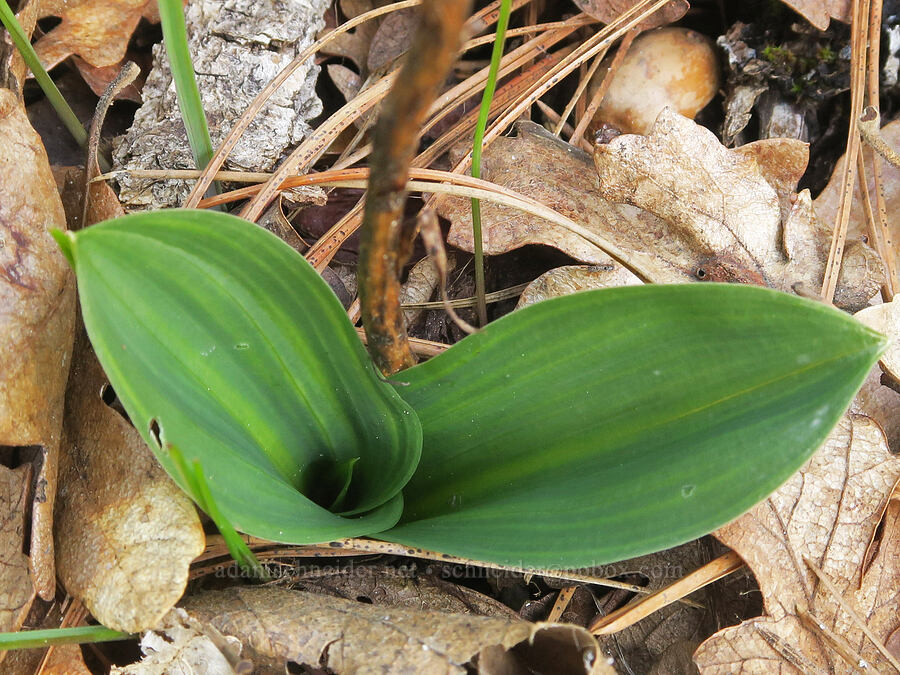 orchid leaves (Platanthera sp.) [Rowland Basin, Gifford Pinchot National Forest, Klickitat County, Washington]