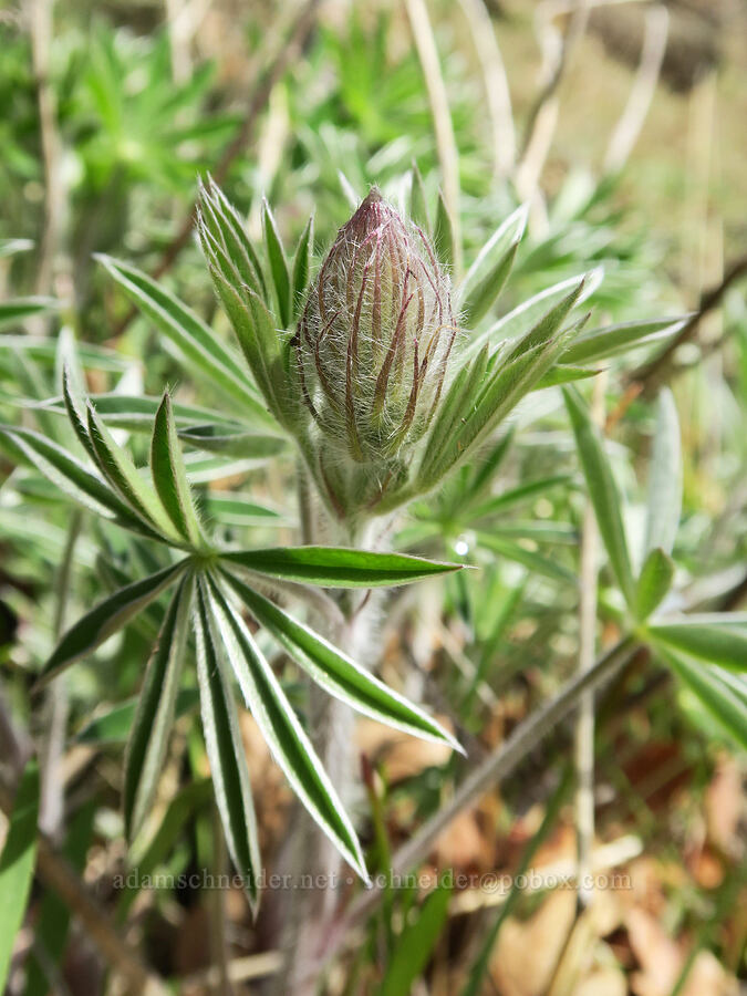 lupine, budding (Lupinus sp.) [Rowland Basin, Gifford Pinchot National Forest, Klickitat County, Washington]