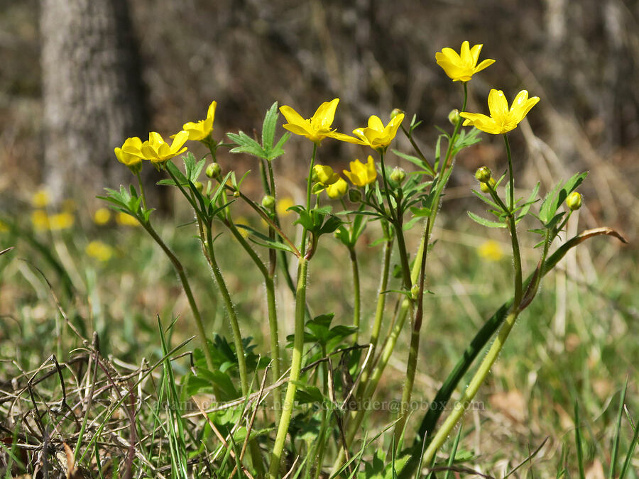 western buttercups (Ranunculus occidentalis) [Rowland Basin, Gifford Pinchot National Forest, Klickitat County, Washington]