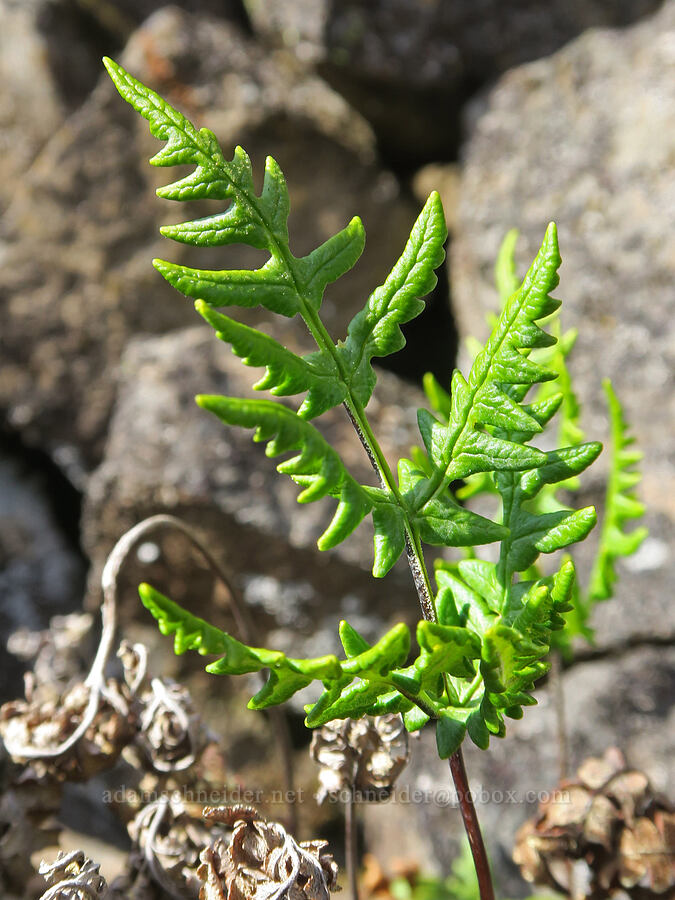 gold-back fern (Pentagramma triangularis) [base of Rowland Wall, Gifford Pinchot National Forest, Klickitat County, Washington]