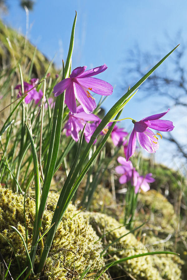 grass-widows (Olsynium douglasii) [Catherine Creek, Gifford Pinchot National Forest, Klickitat County, Washington]
