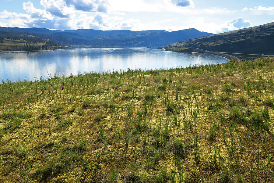 grass-widows & the Columbia River (Olsynium douglasii) [Catherine Creek, Gifford Pinchot National Forest, Klickitat County, Washington]