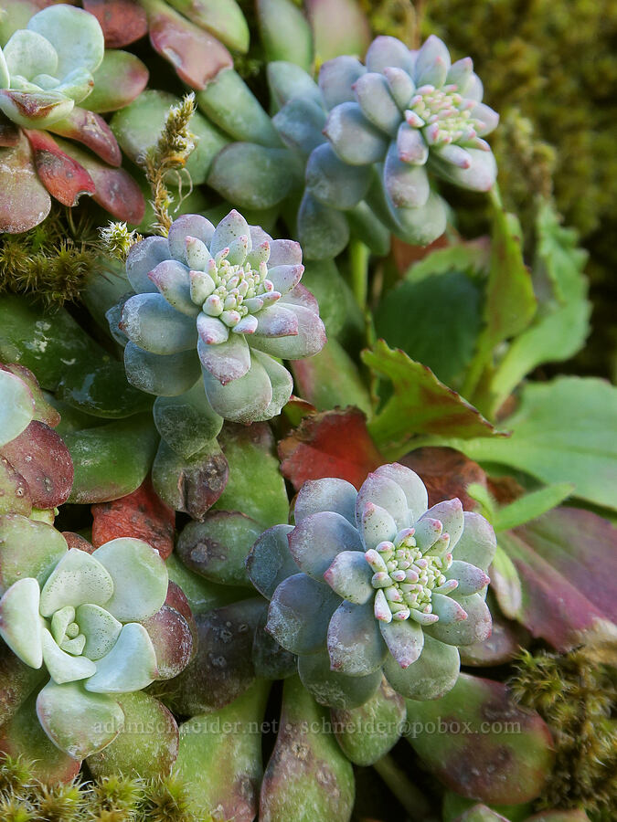 broad-leaf stonecrop, budding (Sedum spathulifolium) [Catherine Creek, Gifford Pinchot National Forest, Klickitat County, Washington]