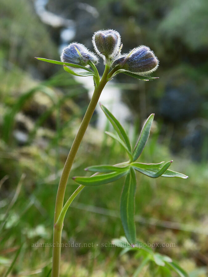 larkspur, budding (Delphinium nuttallianum) [Catherine Creek, Gifford Pinchot National Forest, Klickitat County, Washington]