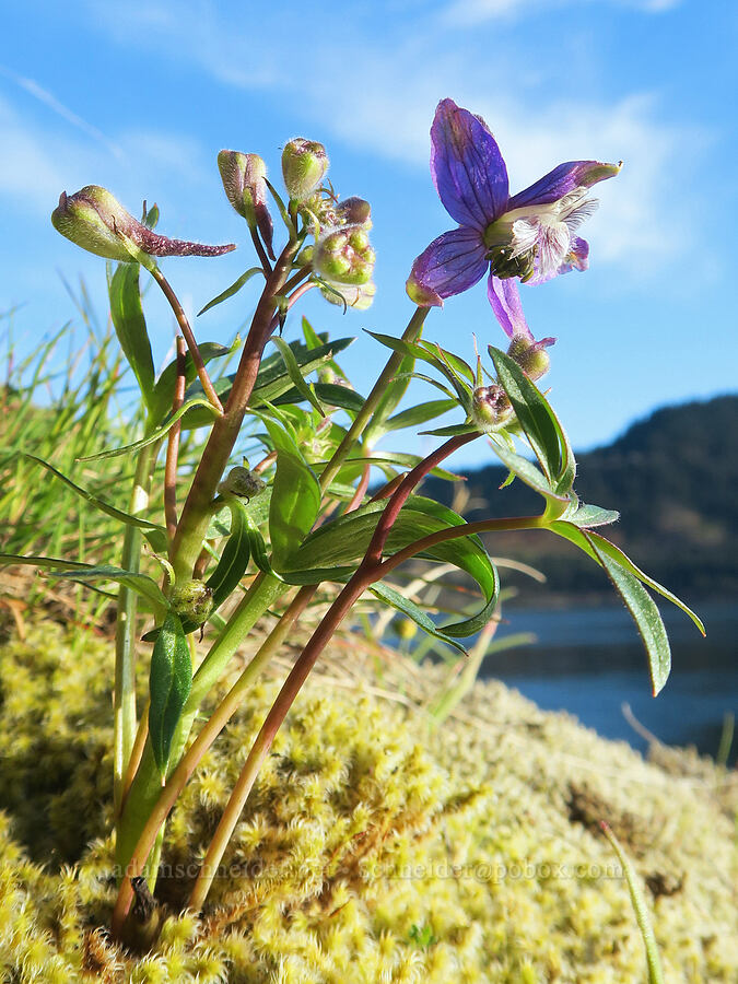 upland larkspur (Delphinium nuttallianum) [Highway 14, Skamania County, Washington]