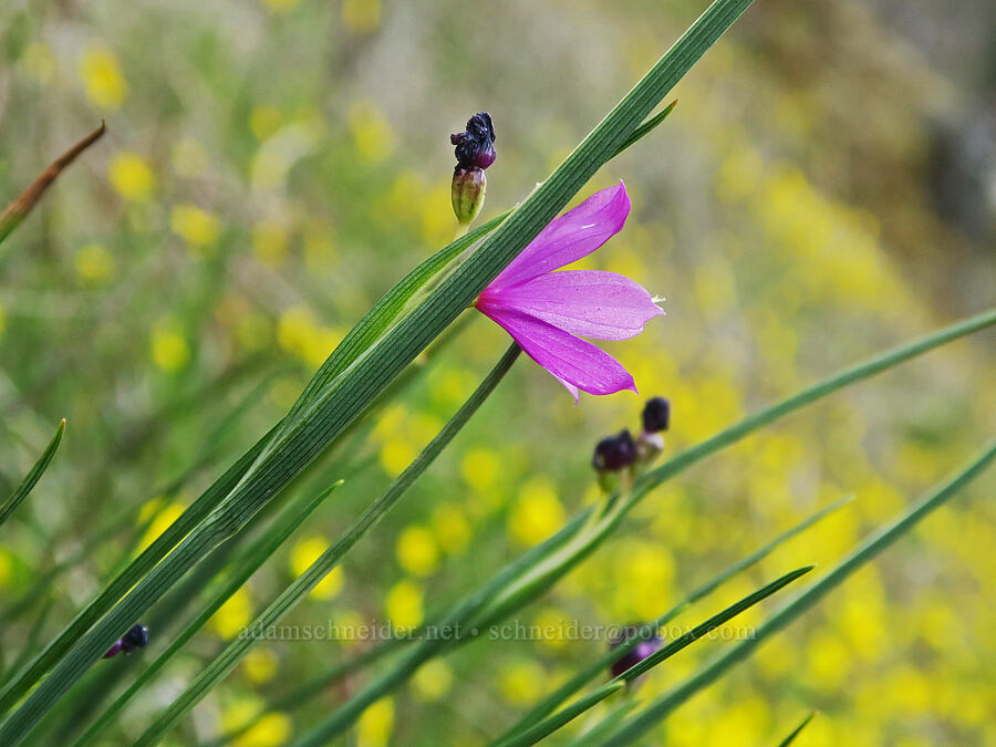 grass-widows (Olsynium douglasii) [Highway 14, Skamania County, Washington]