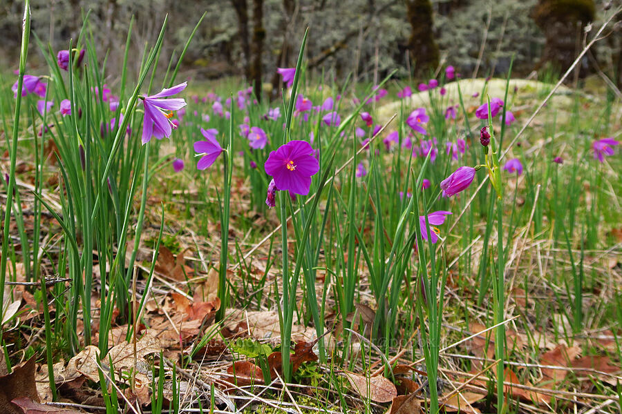 grass-widows (Olsynium douglasii) [Great Camas Patch, Skamania County, Washington]