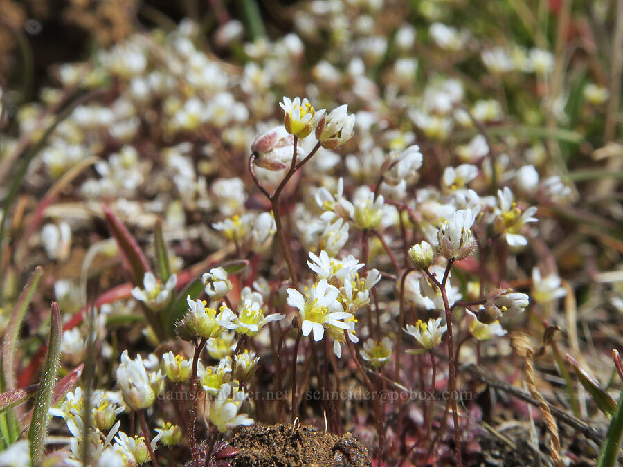 spring whitlow-grass (Draba verna) [Gordon Ridge, Sherman County, Oregon]