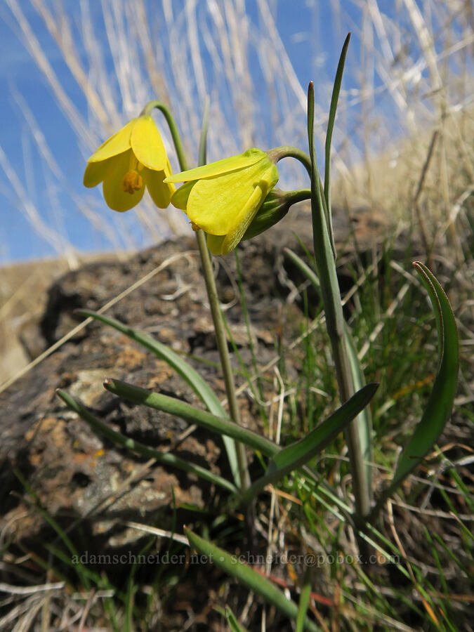 yellow bell (Fritillaria pudica) [Gordon Ridge, Sherman County, Oregon]