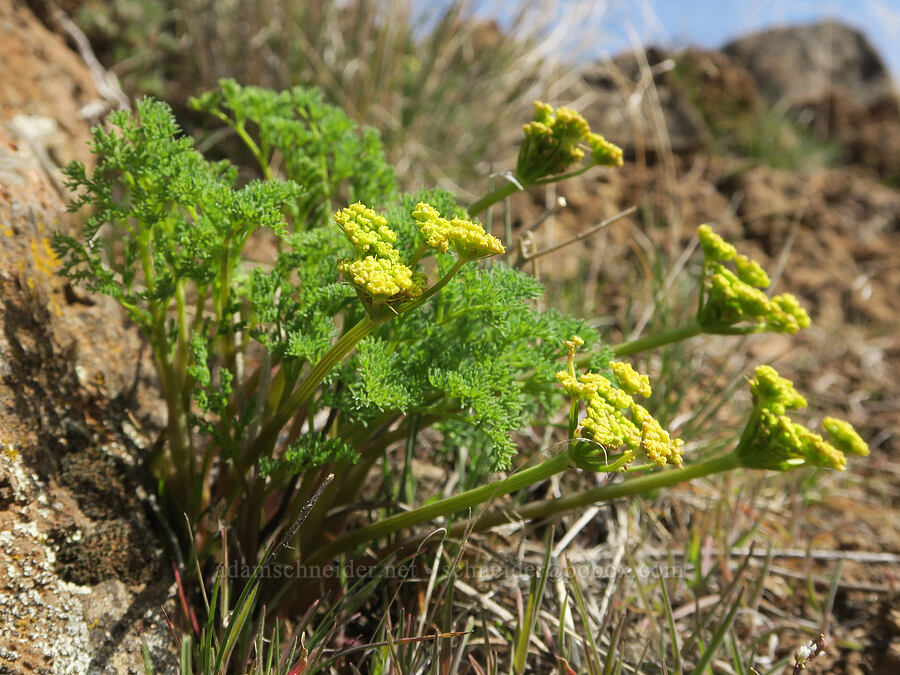 pungent desert parsley (Lomatium papilioniferum (Lomatium grayi)) [Gordon Ridge, Sherman County, Oregon]